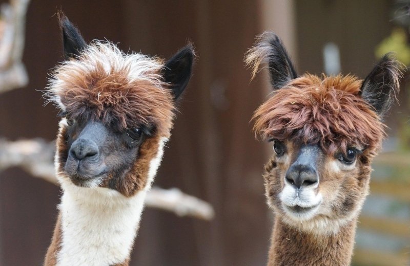 Mochica Alpacas