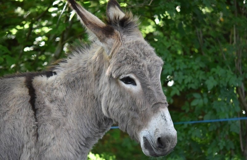 Pflegebauernhof De Edelingen